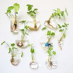 Aura de Cristal: Mini-Acuario y Terrario Mural de Alta Transparencia